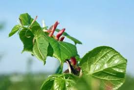 Attēlu rezultāti vaicājumam “Tilia platyphyllos Laciniata”