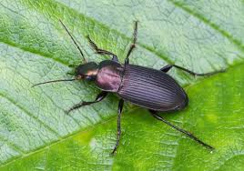 Attēlu rezultāti vaicājumam “Poecilus cupreus”