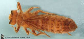 Attēlu rezultāti vaicājumam “Cordulidae”