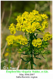 Attēlu rezultāti vaicājumam “Euphorbia virgata flower”