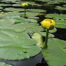 Attēlu rezultāti vaicājumam “Nuphar lutea”