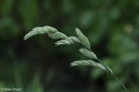 Attēlu rezultāti vaicājumam “Dactylis polygama”