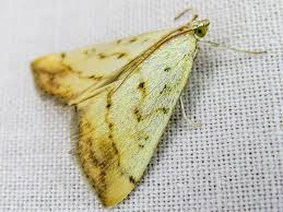 Attēlu rezultāti vaicājumam “Evergestis extimalis”