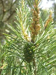 Attēlu rezultāti vaicājumam “Pinus sylvestris fruit”