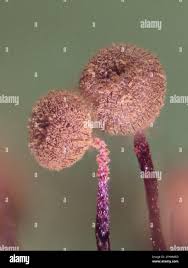 Attēlu rezultāti vaicājumam “Cribraria cancellata”