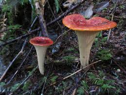 Attēlu rezultāti vaicājumam “Nectriopsis violacea”