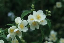 Attēlu rezultāti vaicājumam “Philadelphus lemoinei flower”
