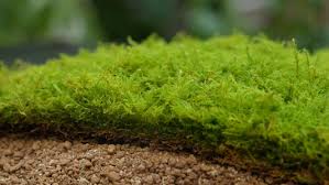 Attēlu rezultāti vaicājumam “Racomitrium canescens sporophyte”