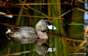 Image result for Podilymbus podiceps