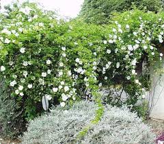 Attēlu rezultāti vaicājumam “Xylita laevigata”