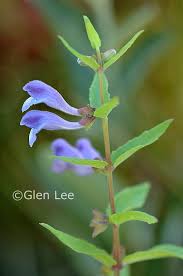 Attēlu rezultāti vaicājumam “Scutellaria galericulata leaf”