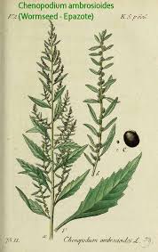 Image result for Chenopodium ambrosioides