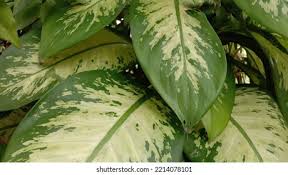 Image result for Leaves Green Bowmen
