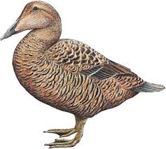 Attēlu rezultāti vaicājumam “Somateria mollissima juvenile”