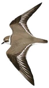 Attēlu rezultāti vaicājumam “Charadrius hiaticula adult”