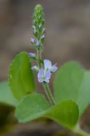 Attēlu rezultāti vaicājumam “Veronica officinalis leaf”