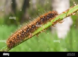 Attēlu rezultāti vaicājumam “Macrothylacia rubi larva”