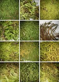 Attēlu rezultāti vaicājumam “Isothecium alopecuroides”