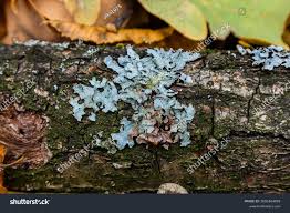 Attēlu rezultāti vaicājumam “Parmelia sulcata”