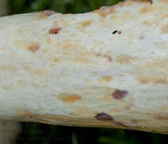 Attēlu rezultāti vaicājumam “Lactarius repraesentaneus”