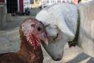 The Gentle Barn » FARM Blog