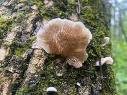 Attēlu rezultāti vaicājumam “Crepidotus applanatus”