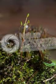 Attēlu rezultāti vaicājumam “Plagiomnium undulatum”