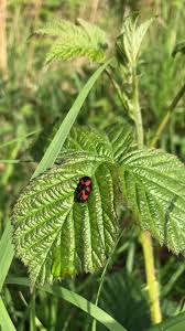 Attēlu rezultāti vaicājumam “Edwardsiana geometrica”