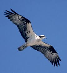 Image result for Pandion haliaetus