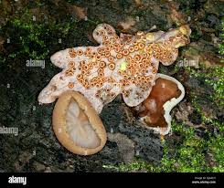 Attēlu rezultāti vaicājumam “Peziza varia”