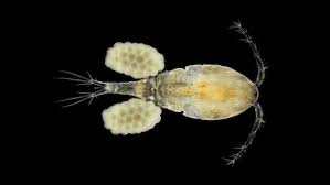 Attēlu rezultāti vaicājumam “Copepoda”