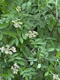 Attēlu rezultāti vaicājumam “Sambucus nigra leaf”