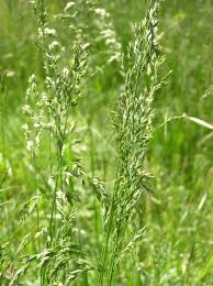 Attēlu rezultāti vaicājumam “Poa pratensis”