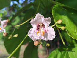 Attēlu rezultāti vaicājumam “Catalpa ovata flower”