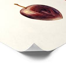 Attēlu rezultāti vaicājumam “Prunus cerasifera var. divaricata”