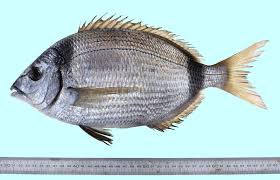 Image result for Diplodus