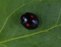 Attēlu rezultāti vaicājumam “Coccinellidae”