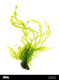 Attēlu rezultāti vaicājumam “Enteromorpha sp.”