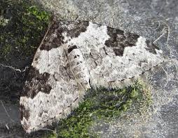 Attēlu rezultāti vaicājumam “Xanthorhoe fluctuata”