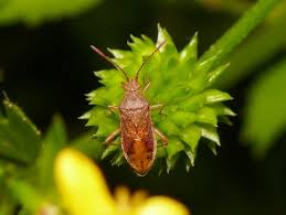 Attēlu rezultāti vaicājumam “Rhopalus maculatus”