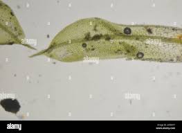 Attēlu rezultāti vaicājumam “Tortula truncata”