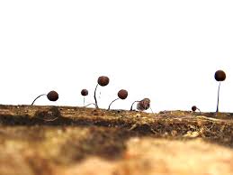 Attēlu rezultāti vaicājumam “Diderma montanum var. album spores”