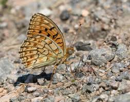 Attēlu rezultāti vaicājumam “Argynnis niobe”