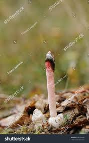 Attēlu rezultāti vaicājumam “Mutinus ravenelii”