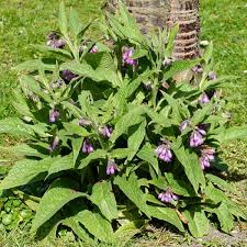 Image result for Symphytum officinale