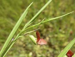 Attēlu rezultāti vaicājumam “Lathyrus palustris bud”