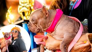 Image result for ugliest dog