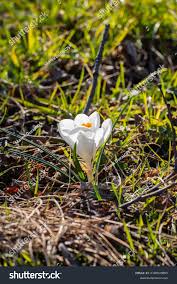 Attēlu rezultāti vaicājumam “Crocus vernus subsp. vernus flower”