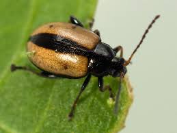 Attēlu rezultāti vaicājumam “Phyllotreta sp.”