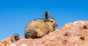 Image result for viscacha